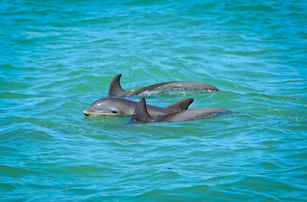 Delfine Mexico